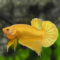 Solid Super Gold 24K Over HMPK Betta Fish Male