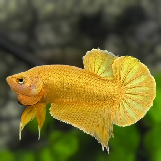 Solid Super Gold 24K Over HMPK Betta Fish Male