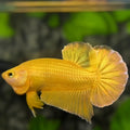 Solid Super Gold 24K Over HMPK Betta Fish Male