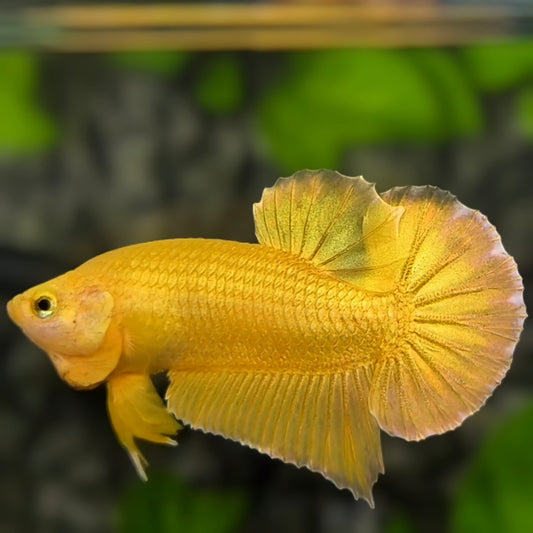 Solid Super Gold 24K Over HMPK Betta Fish Male