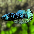Avatar Blackstar Turquoise HMPK Betta Fish Female For Sorority / Breed