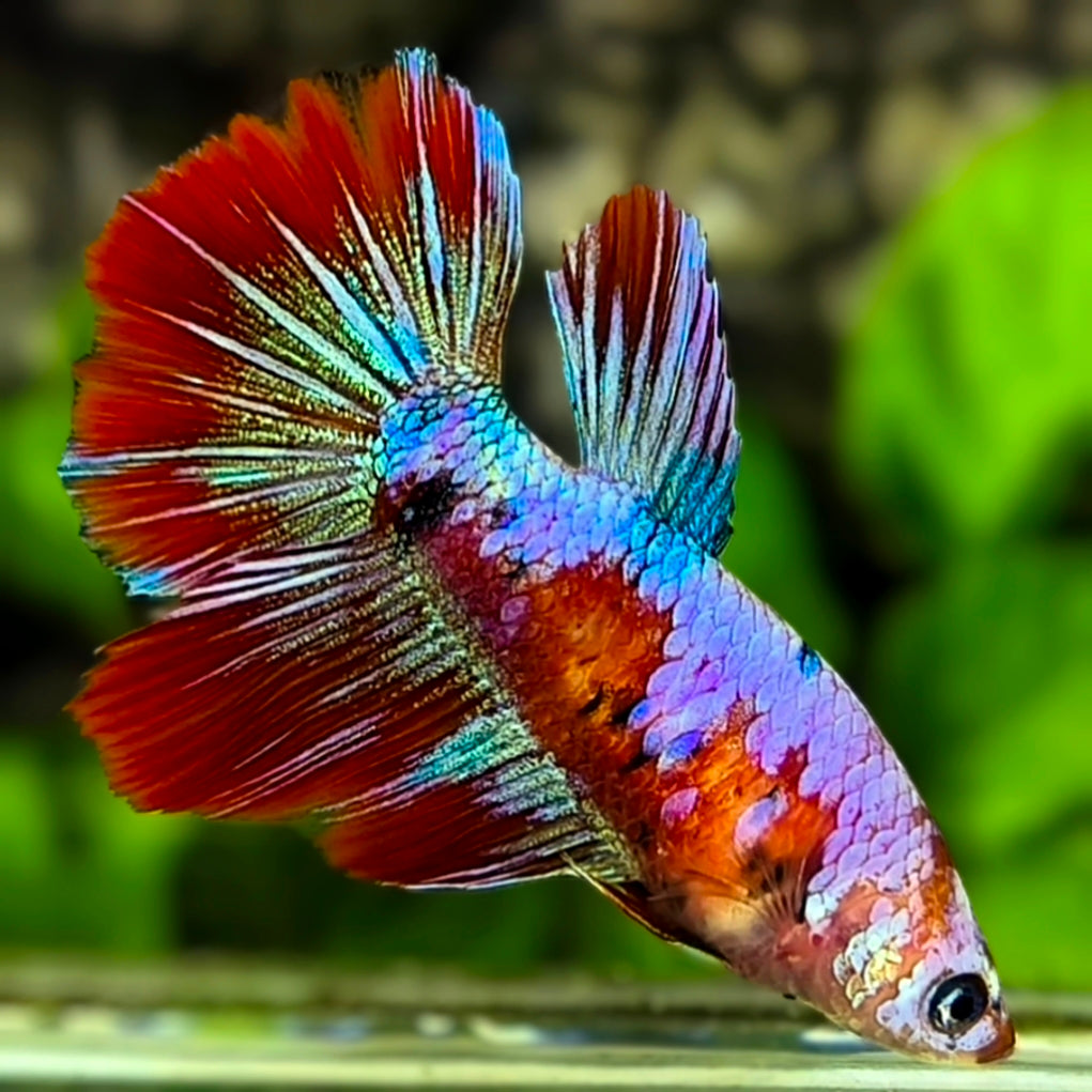 Multicolor Red Koi Galaxy Halfmoon Betta Fish Female For Sorority / Breed