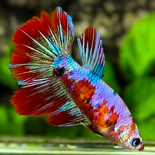 Multicolor Red Koi Galaxy Halfmoon Betta Fish Female For Sorority / Breed