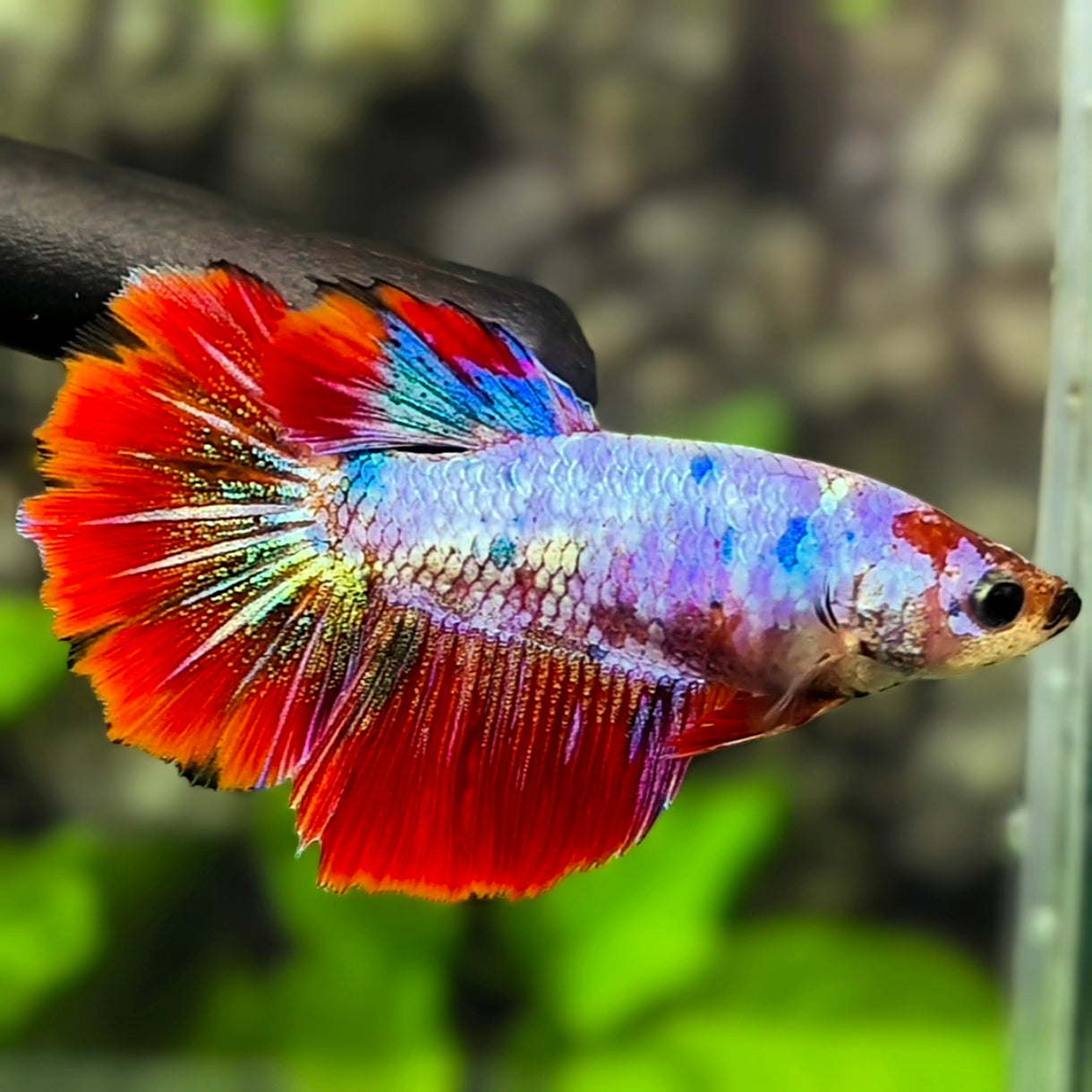 Multicolor Fancy Halfmoon Betta Fish Female For Sorority / Breed