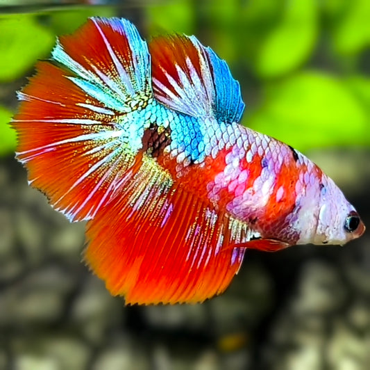 Multicolor Red Galaxy Halfmoon Betta Fish Female For Sorority / Breed