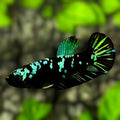 Avatar Blackstar Green HMPK Betta Fish Female For Sorority / Breed