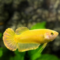 Solid Super Gold 24K HMPK Betta Fish Female For Sorority / Breed