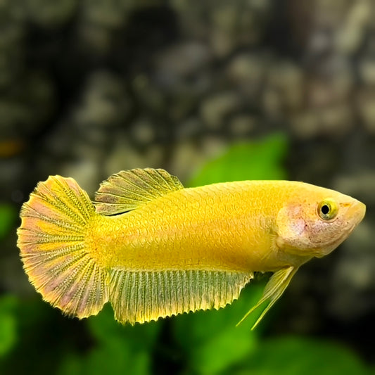 Solid Super Gold 24K HMPK Betta Fish Female For Sorority / Breed