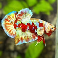 Red Barongsai Gold HMPK Betta Fish Male