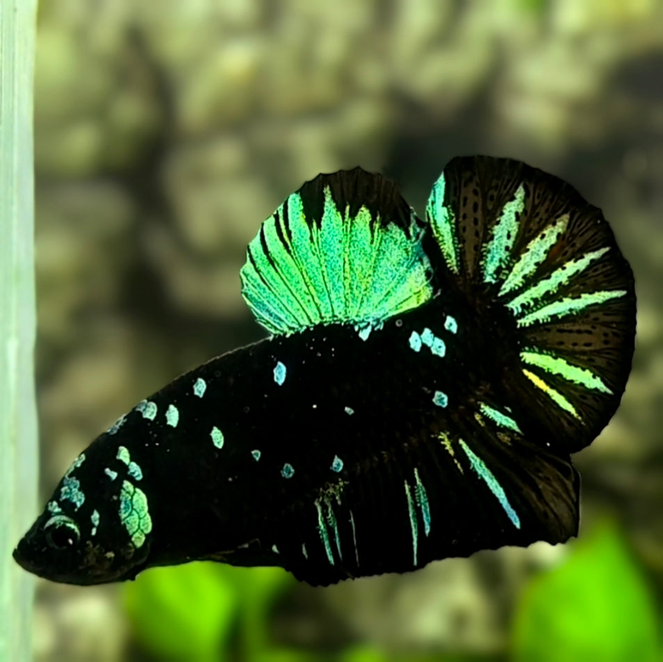 Avatar Blackstar Green HMPK Betta Fish Male