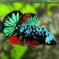 Avatar Turquoise Green Red HMPK Betta Fish Male