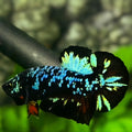 Avatar Blackstar Turquoise Green HMPK Betta Fish Male