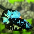 Avatar Blackstar Turquoise HMPK Betta Fish Male