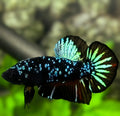 Avatar Blackstar Turquoise Nebula HMPK Betta Fish Male