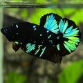 Avatar Blackstar Turquoise Green HMPK Betta Fish Male
