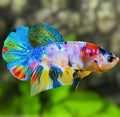 Multicolor Candy HMPK Betta Fish Male