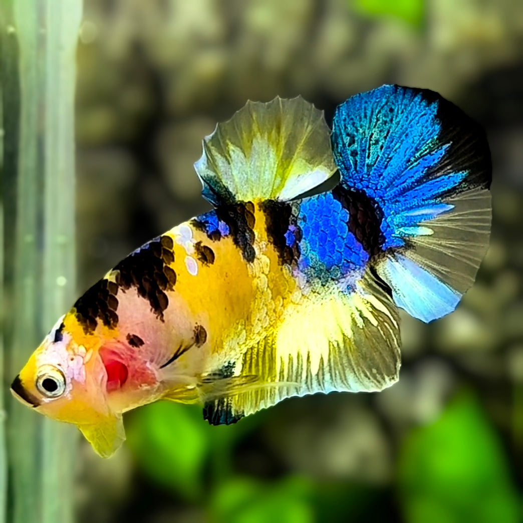 Yellow Tiger Koi Galaxy HMPK Betta Fish Male #YKG