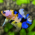 Yellow Blue Tiger Koi Galaxy HMPK Betta Fish Male #YKG