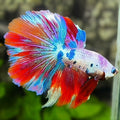 Multicolor Candy Halfmoon Betta Fish Male
