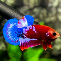 Red Hellboy Bluetail HMPK Betta Fish Male