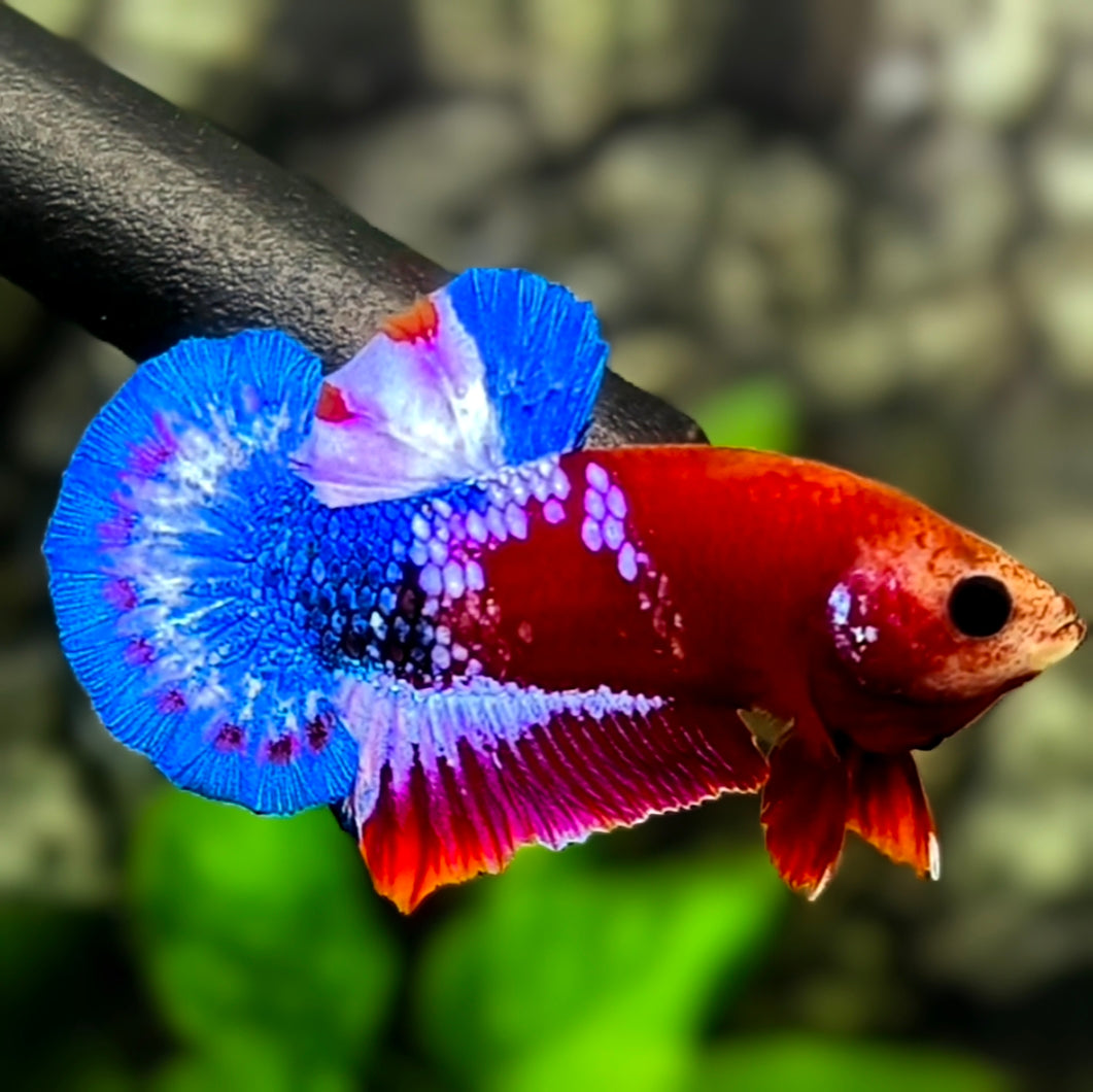 Red Hellboy Bluetail HMPK Betta Fish Male