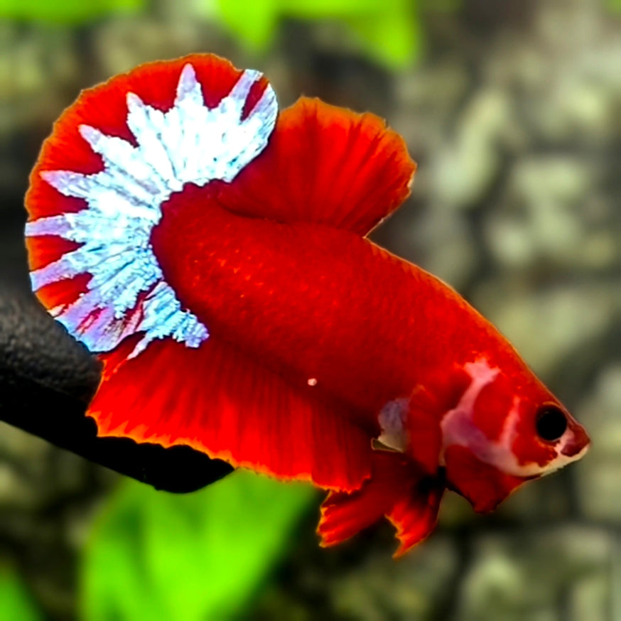 Red Hellboy Startail HMPK Betta Fish Male