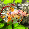 Marble JUMBO GIANT HMPK Betta Fish Male