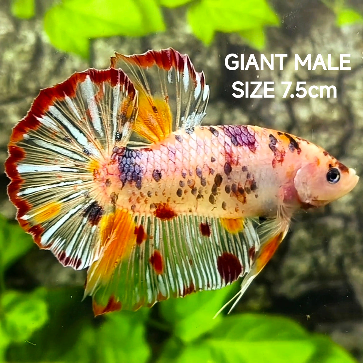 Marble JUMBO GIANT HMPK Betta Fish Male