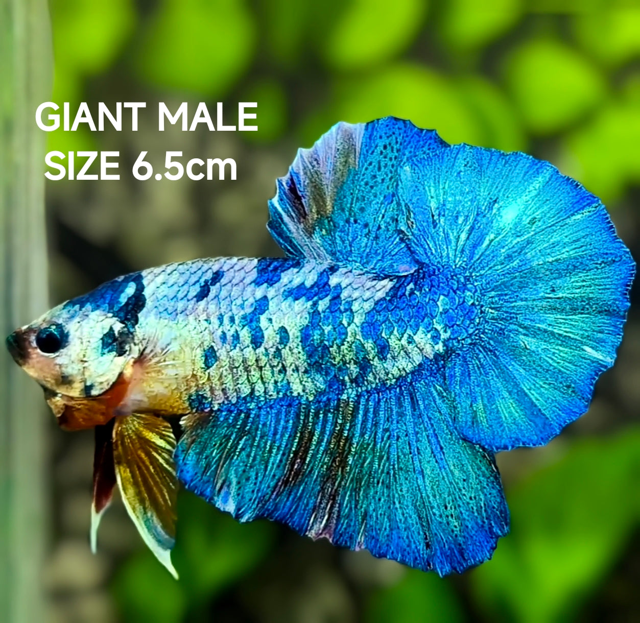 Fancy Turquoise JUMBO GIANT HMPK Betta Fish Male