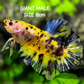 Yellow Koi Tiger JUMBO GIANT HMPK Betta Fish Male