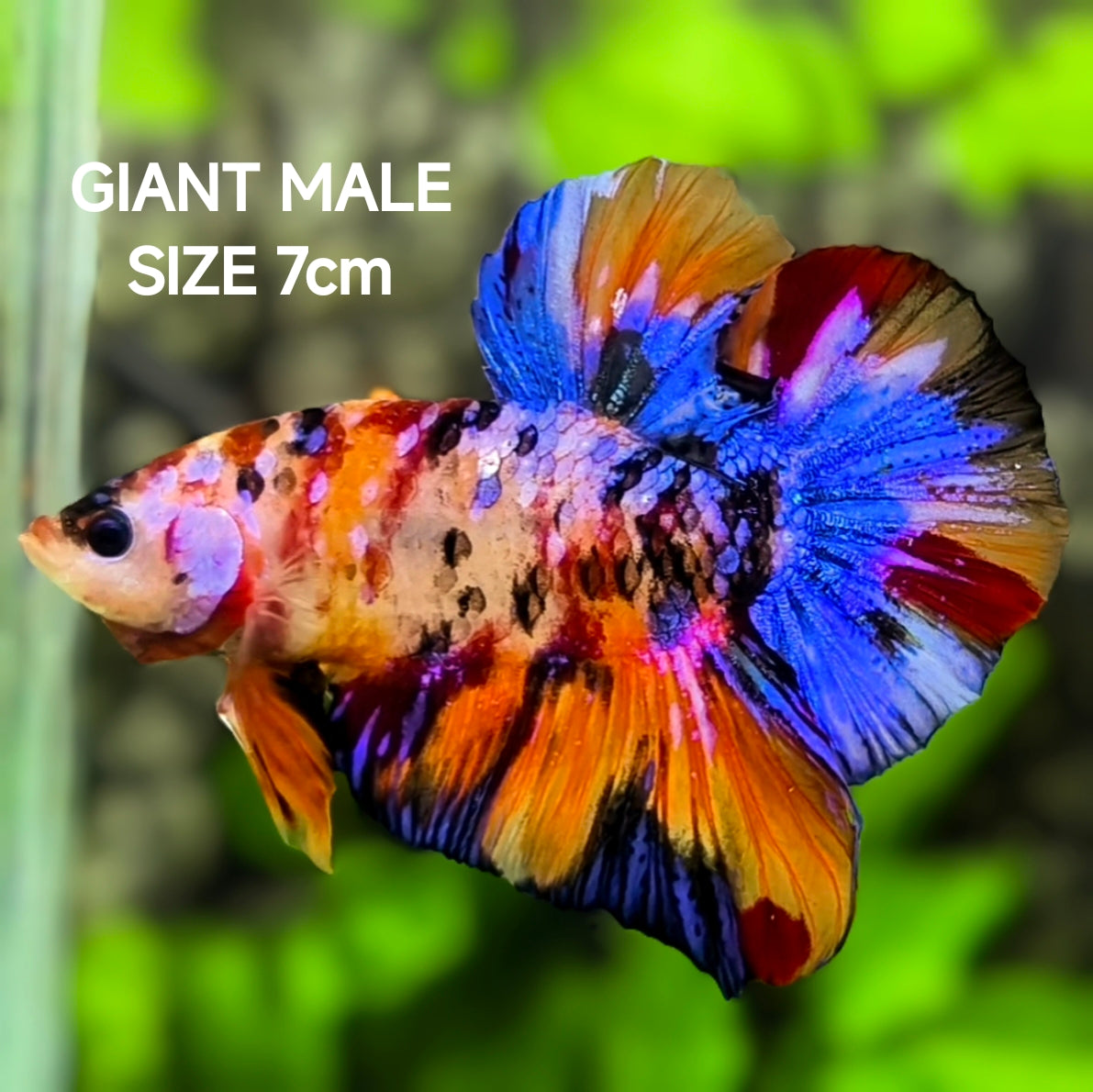 Multicolor Candy Galaxy JUMBO GIANT HMPK Betta Fish Male