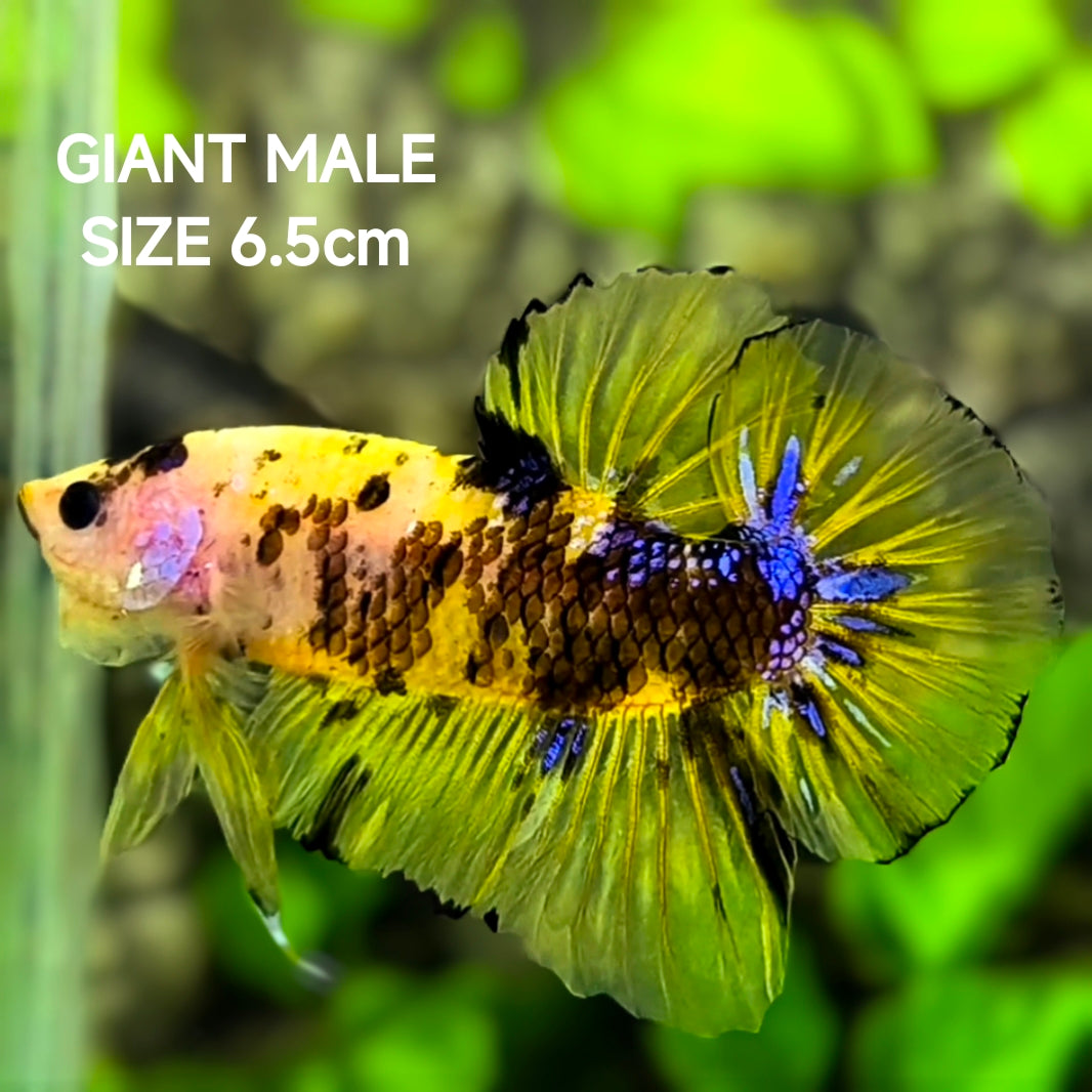 Yellow Koi Tiger JUMBO GIANT HMPK Betta Fish Male