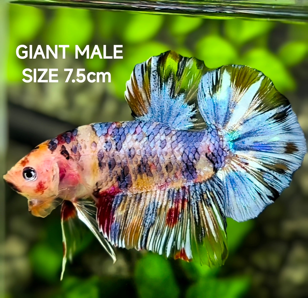 Fancy Marble JUMBO GIANT HMPK Betta Fish Male
