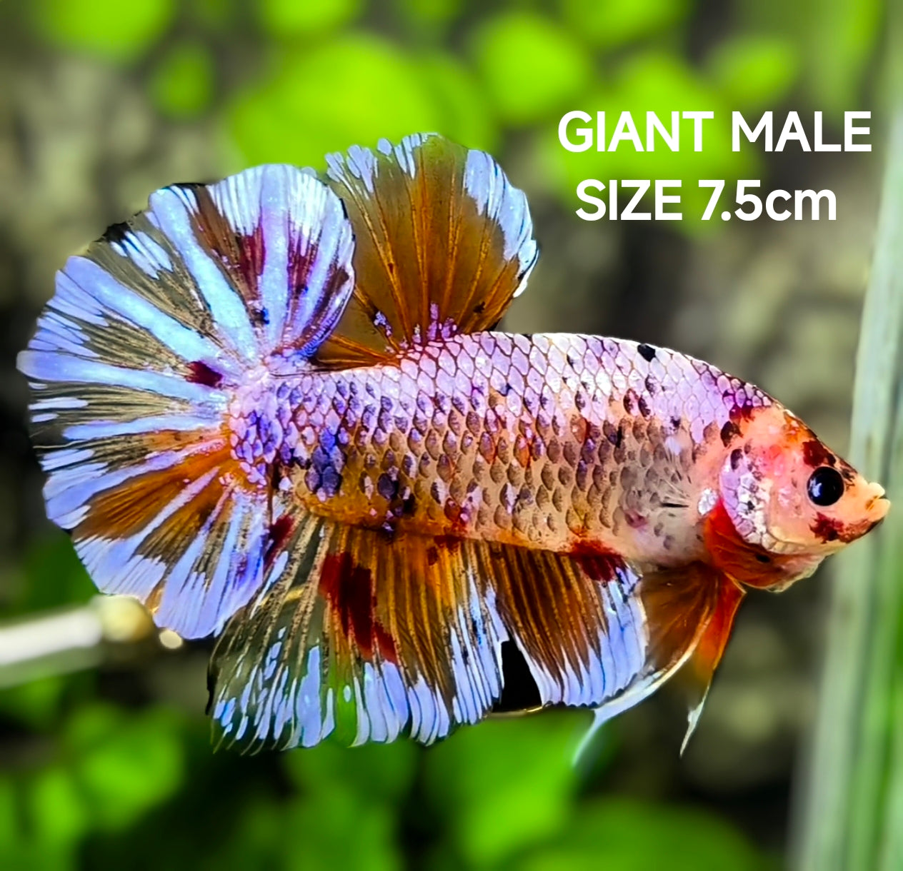Pink Samurai Fancy JUMBO GIANT HMPK Betta Fish Male
