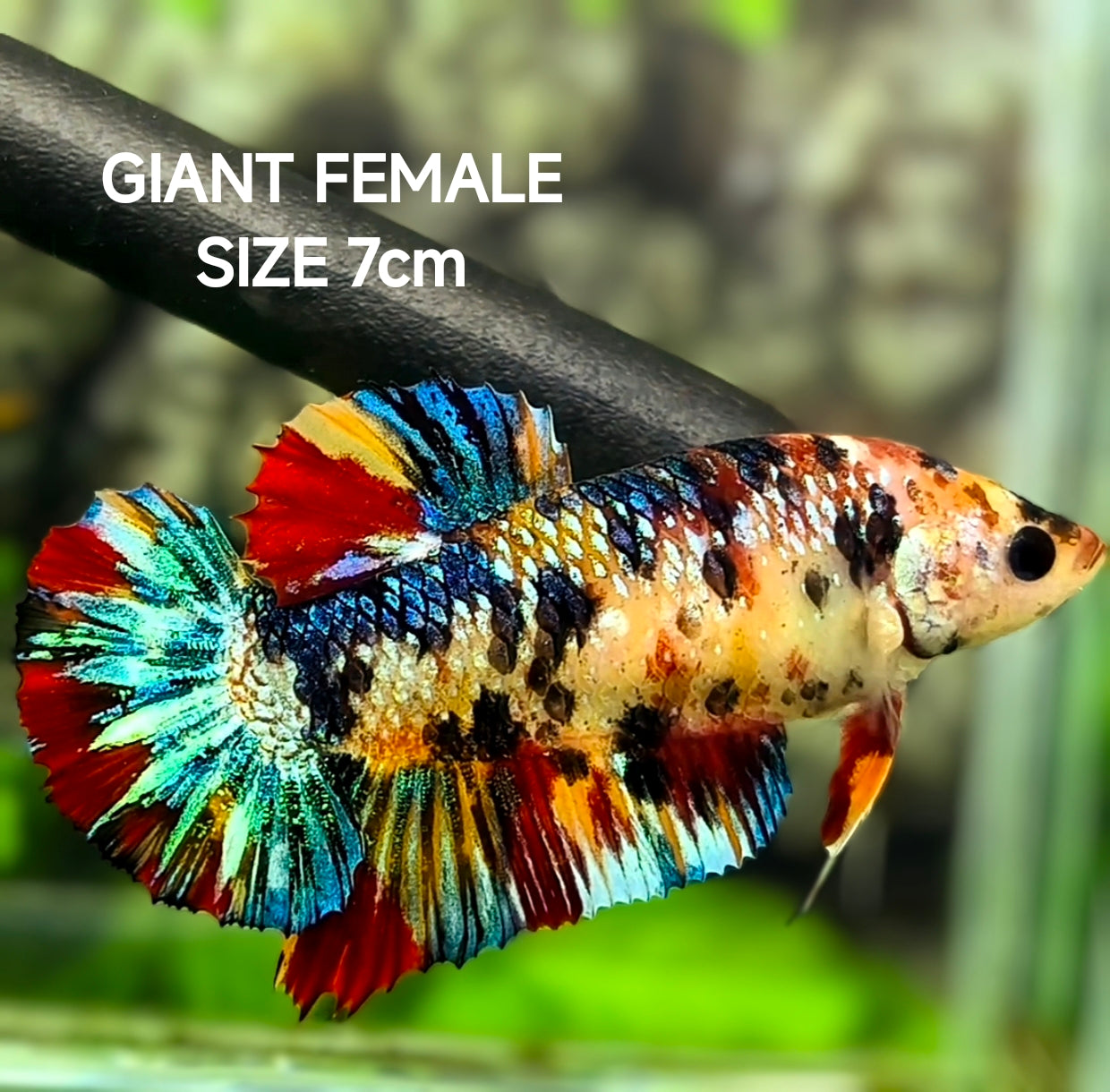 Multicolor Metalic Tiger Galaxy JUMBO GIANT HMPK Betta Fish Female