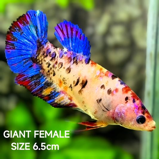Multicolor Galaxy JUMBO GIANT HMPK Betta Fish Female
