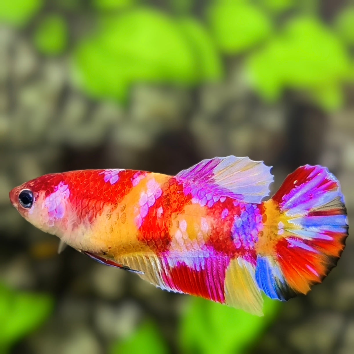 Yellowbase Multicolor Candy Galaxy HMPK Betta Fish Female For Sorority / Breed
