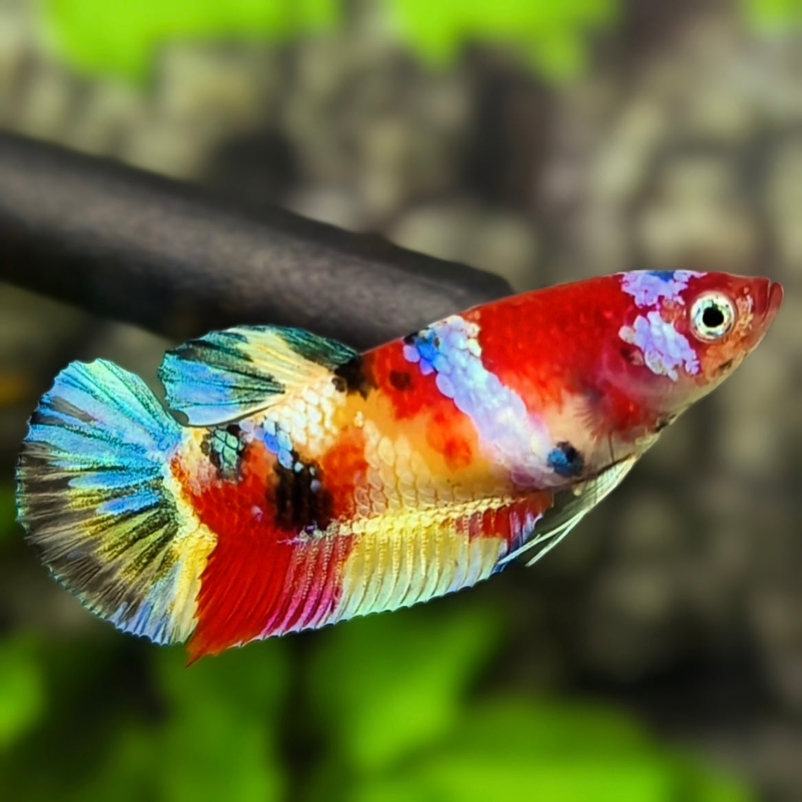 Multicolor Koi Galaxy HMPK Betta Fish Female For Sorority / Breed