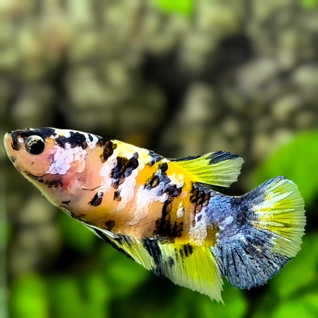 Yellow Tiger Koi Galaxy HMPK Betta Fish Female For Sorority / Breed #YKG