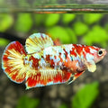 Red Barongsai HMPK Betta Fish Female For Sorority / Breed