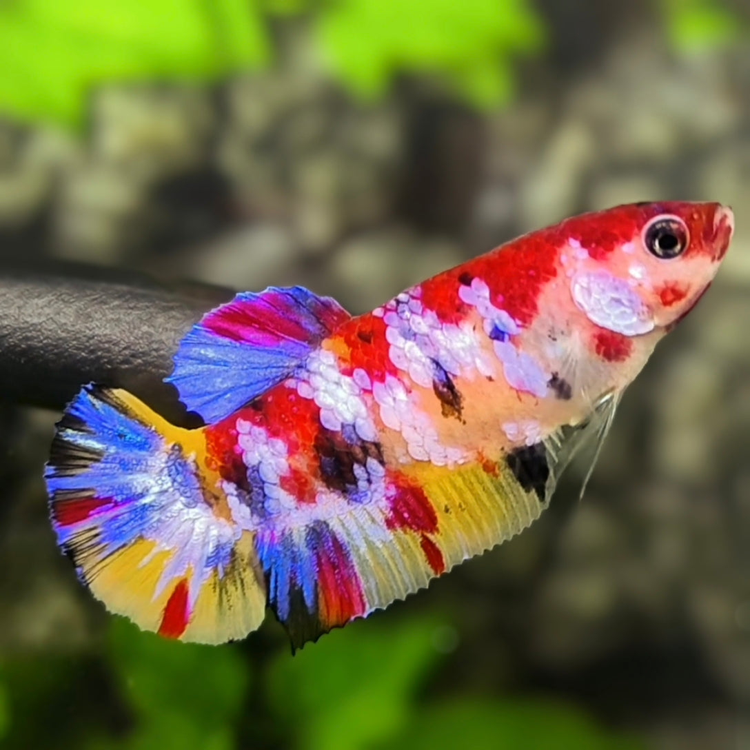 Multicolor Candy Galaxy HMPK Betta Fish Female For Sorority / Breed