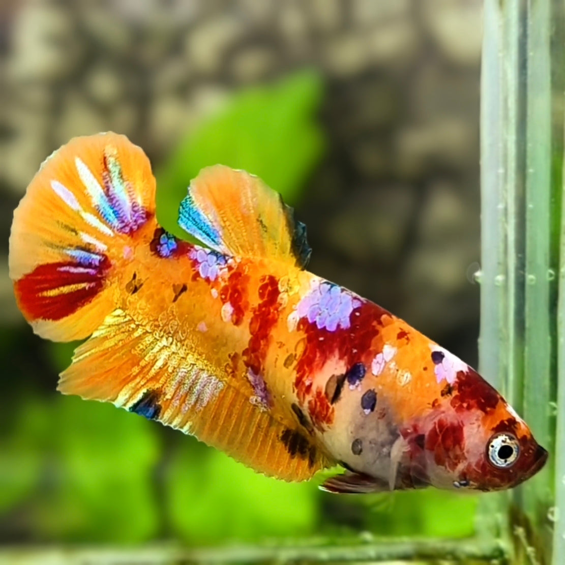 Multicolor Orange Candy Galaxy HMPK Betta Fish Female For Sorority / Breed