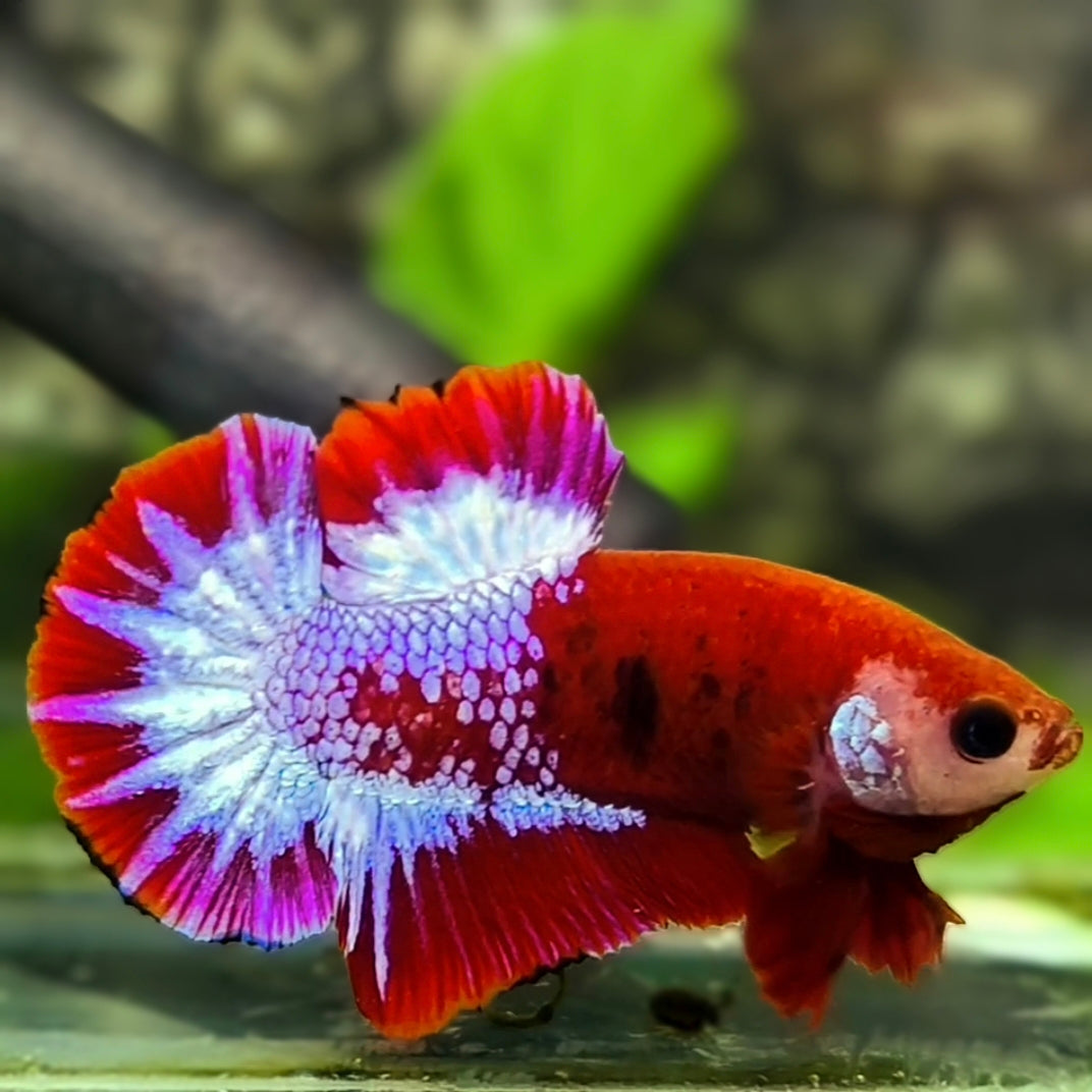 Red Hellboy Pink Startail HMPK Betta Fish Male