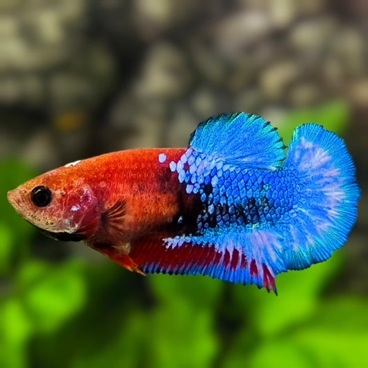 Red Hellboy Bluetail HMPK Betta Fish Female For Sorority / Breed