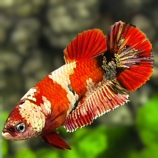 Red Koi Copper Gold Galaxy HMPK Betta Fish Female For Sorority / Breed #RKC