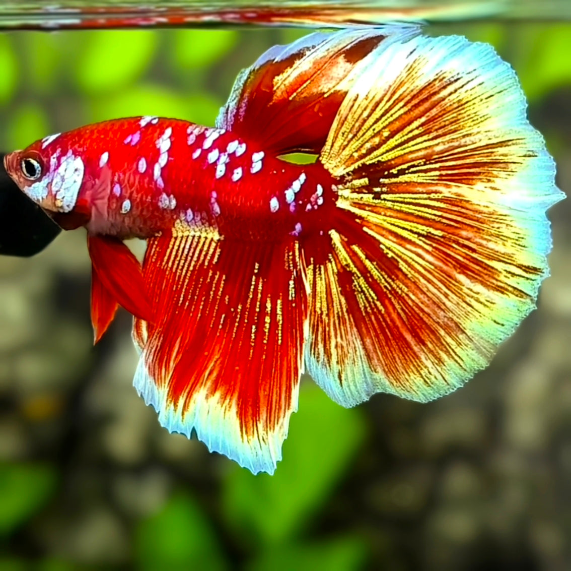 Red Gold Barongsai Galaxy Halfmoon Betta Fish Male