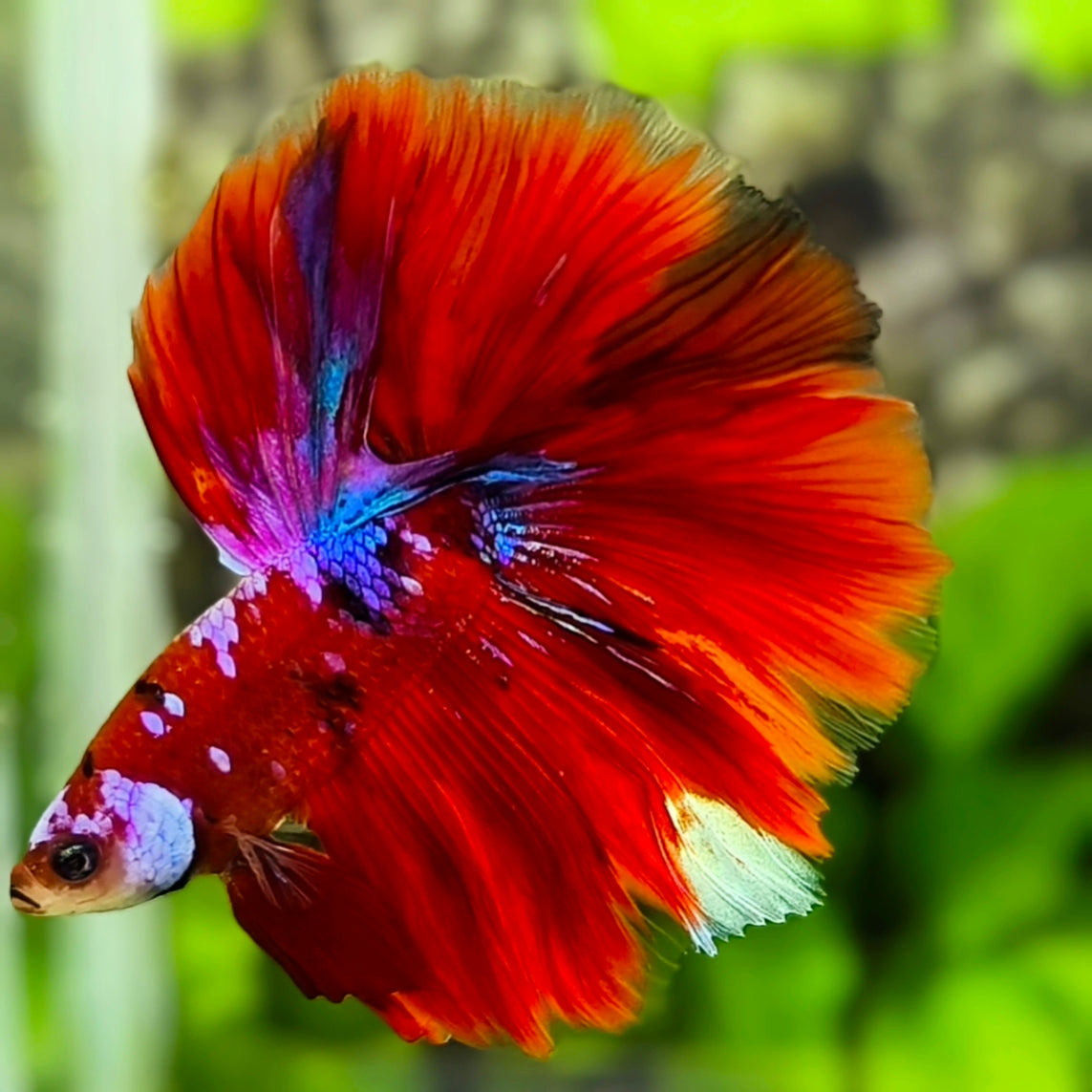Red Koi Pink Galaxy Halfmoon Betta Fish Male