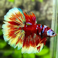 Red Koi Barongsai Galaxy Halfmoon Betta Fish Male