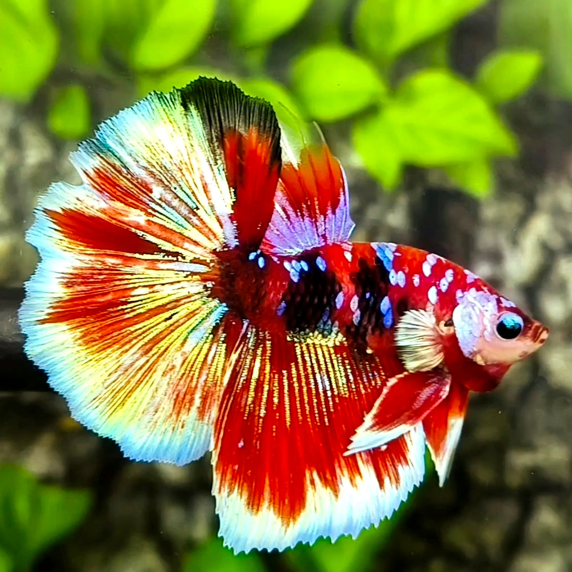 Red Tiger Koi Barongsai Galaxy Halfmoon Betta Fish Male