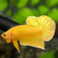 Solid Super Gold 24K Over HMPK Betta Fish Male